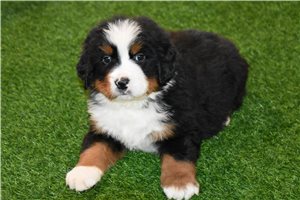 Hank - puppy for sale