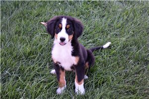 Goliath - Bernese Mountain Dog for sale