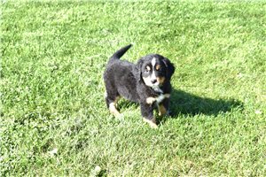 Mandela - Bernese Mountain Dog for sale