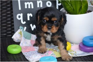 Russell - Cavalier King Charles Spaniel for sale