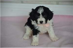 Lara - puppy for sale