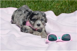 Nini - puppy for sale