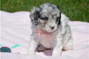 Nikita - puppy for sale