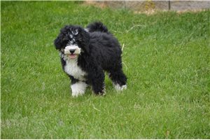 Canyon - Bernedoodle, Mini for sale