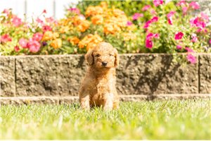 Paddy - Goldendoodle for sale