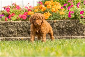 Miles - Goldendoodle for sale