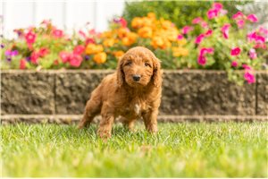 Nolan - Goldendoodle for sale