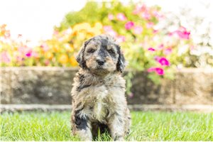 Maddox - Labradoodle for sale