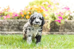 Madison - Labradoodle for sale
