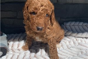 Wizard - Labradoodle for sale