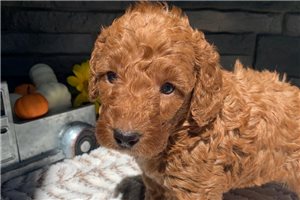 Penelope - Labradoodle for sale