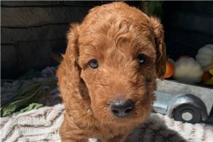 Paxton - puppy for sale