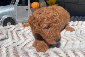 Peter - Labradoodle for sale
