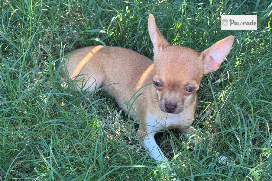 Hannah - Chihuahua for sale