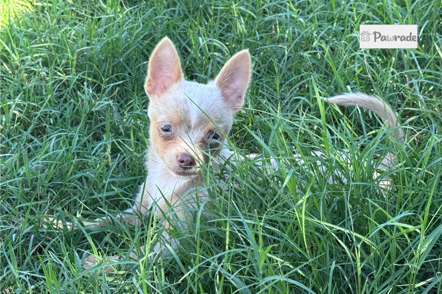 Henrietta - Chihuahua for sale
