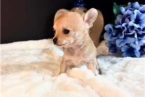 Andrew - Chihuahua for sale