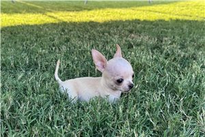 Brooke - puppy for sale