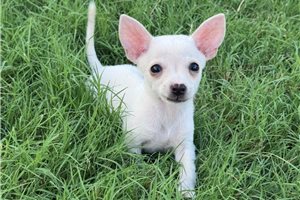 Hillary - puppy for sale