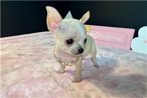 Brooke - puppy for sale