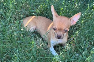 Hannah, a Chihuahua puppy