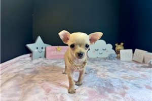Blossom - Chihuahua for sale