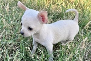 Basha - Chihuahua for sale