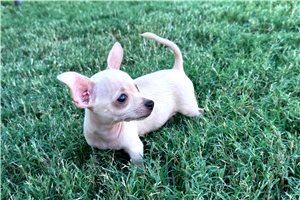 Bentley - Chihuahua for sale