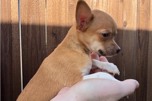 Hannah - puppy for sale