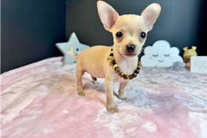 Bentley - puppy for sale