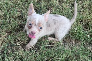 Henrietta - Chihuahua for sale