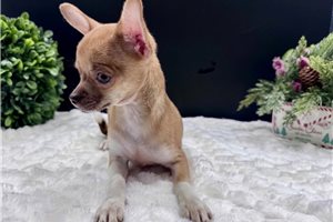 Hannah - Chihuahua for sale