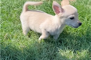 Hamish - puppy for sale