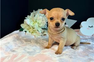 Allie - puppy for sale