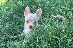 Henrietta - Chihuahua for sale