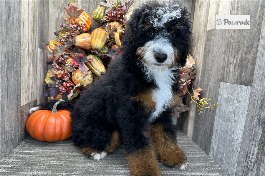 Carter - Bernedoodle for sale