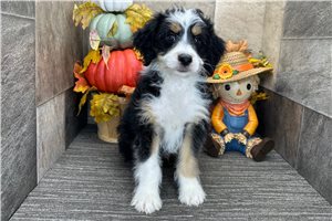 Hector - Aussiedoodle for sale