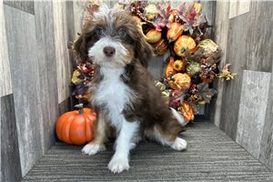Hattie - Aussiedoodle for sale