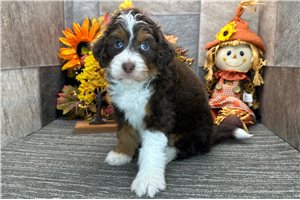 Hattie - puppy for sale