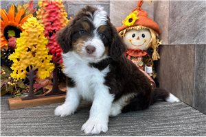 Heathrow - Aussiedoodle for sale