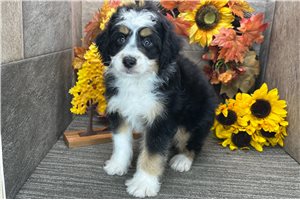 Hector - Aussiedoodle for sale