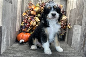 Hector - Aussiedoodle for sale