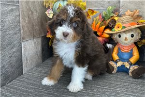 Hattie - Aussiedoodle for sale