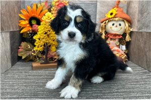 Hector - Aussiedoodle for sale