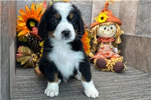 Drew - puppy for sale