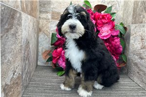 Samuel - Bernedoodle for sale