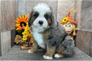 Barnes - Bernedoodle, placed in South Bend / Michiana