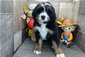 Delilah - Bernedoodle for sale