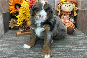 Dave - puppy for sale