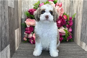 Dax - Bernedoodle for sale