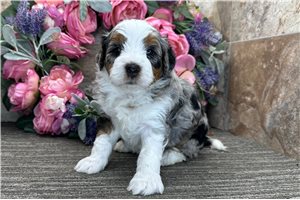 Case - Bernedoodle for sale